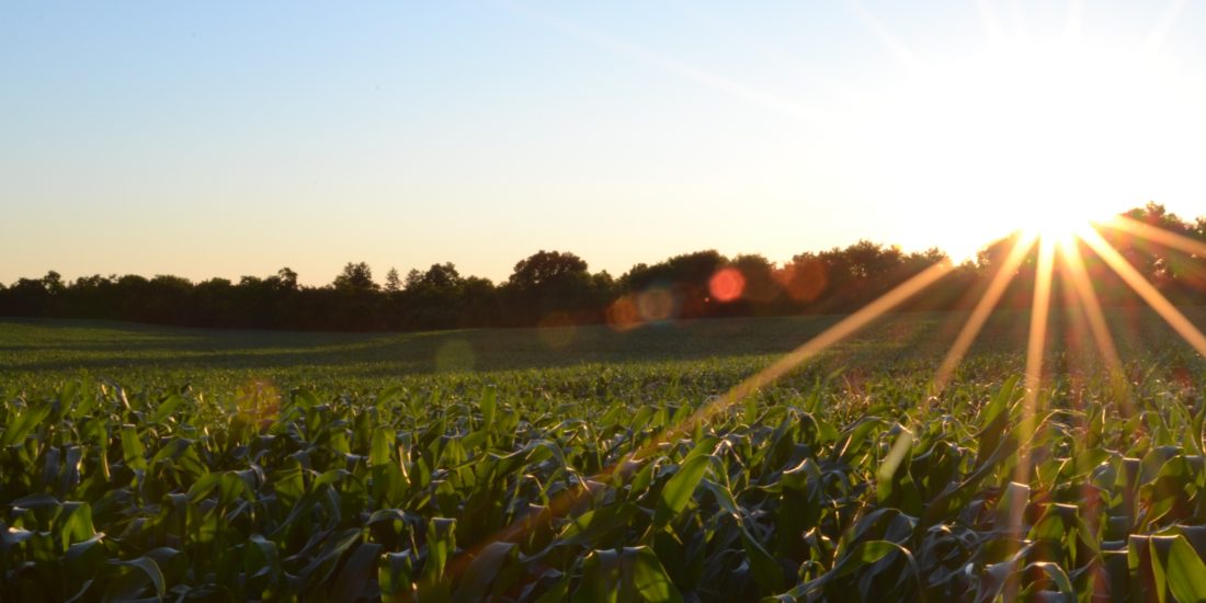 ¿Qué son los Plant Protection Products?