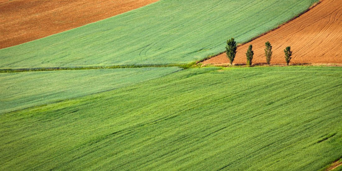 How to choose an adequate plot for a field trial